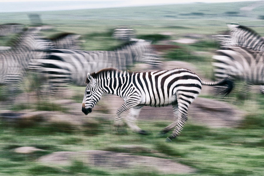 Zebra motion analog Photograph by Murray Rudd