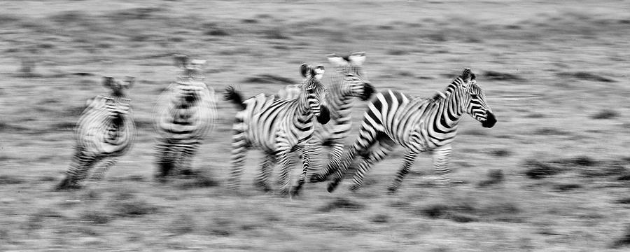 Zebra motion monochrome Photograph by Murray Rudd