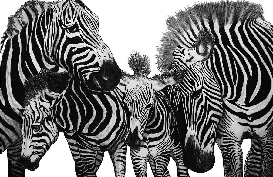 Wildlife Drawing - Zebra Nudge  by Peter Piatt