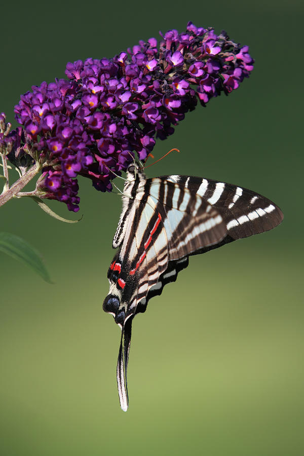 Zebra on butterfly bush Digital Art by Jerry Dalrymple