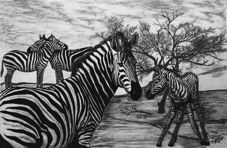 Wildlife Drawing - Zebra Outback  by Peter Piatt