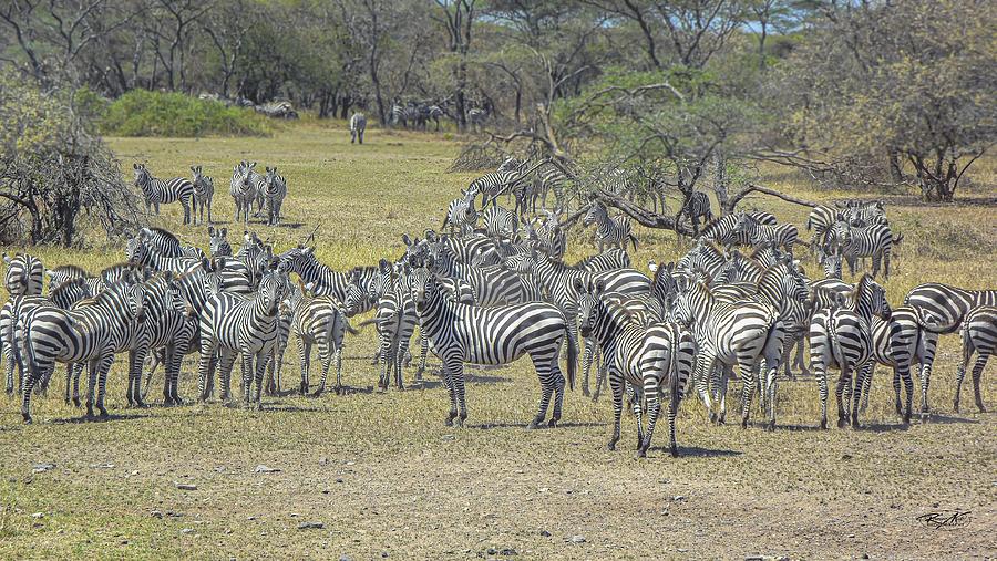 Zebra Pack Photograph by Romeo Kilo - Fine Art America