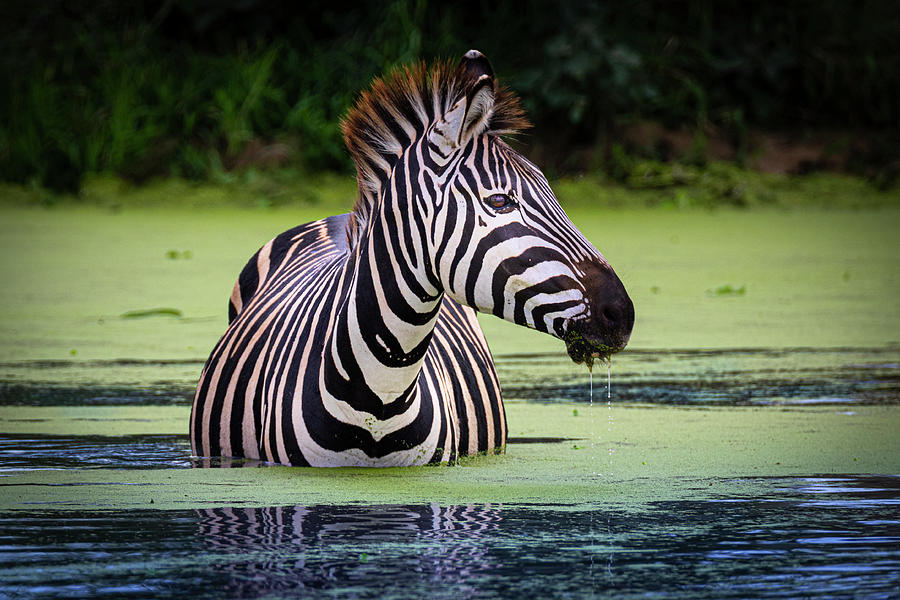 Zebra Photograph by Paul Mahagi - Fine Art America