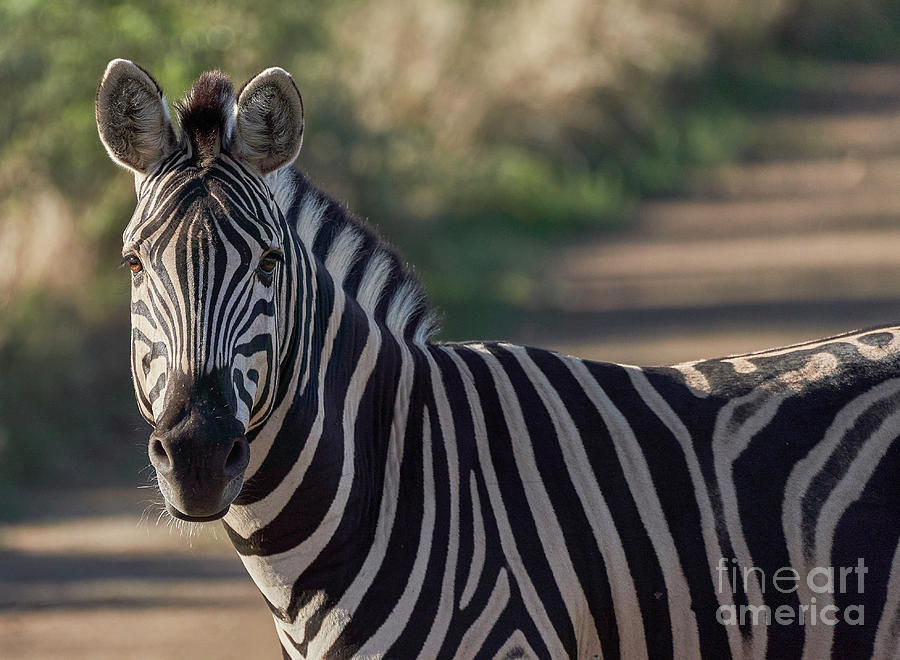 Zebra Portrait Photograph by Brian Kamprath