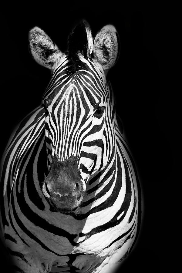 Zebra Portrait In Black And White Photograph By Michael Sheehan | Fine ...