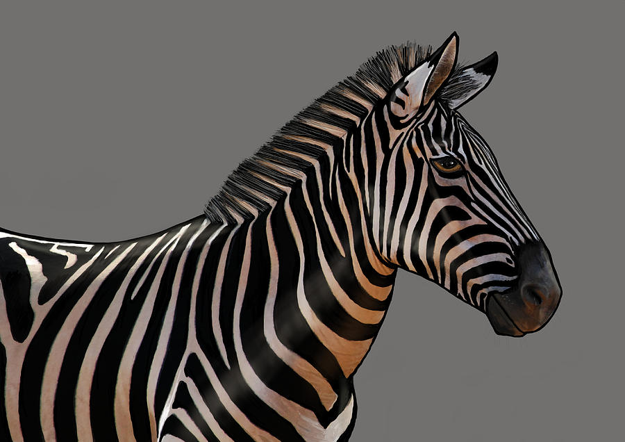 Zebra Portrait Painting by Judy Link Cuddehe