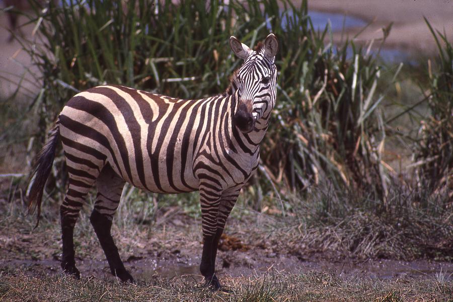 Zebra Posing Photograph by Russ Considine
