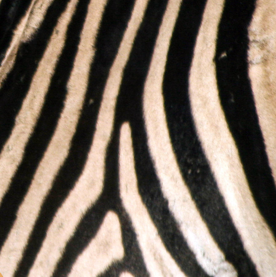 Zebra Print Photograph by Karen Zuk Rosenblatt