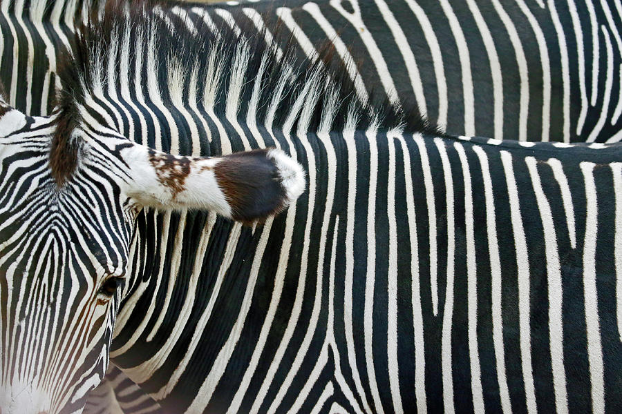 Zebra Print Photograph by Shoal Hollingsworth