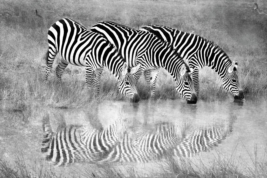 Zebra Reflections In Black And White Photograph