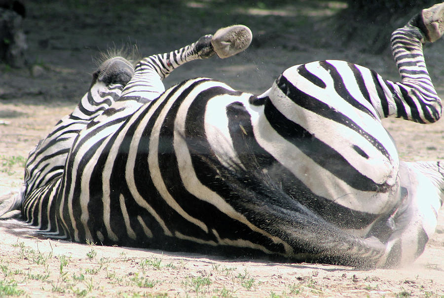Zebra Roll Photograph by Lois Tomaszewski