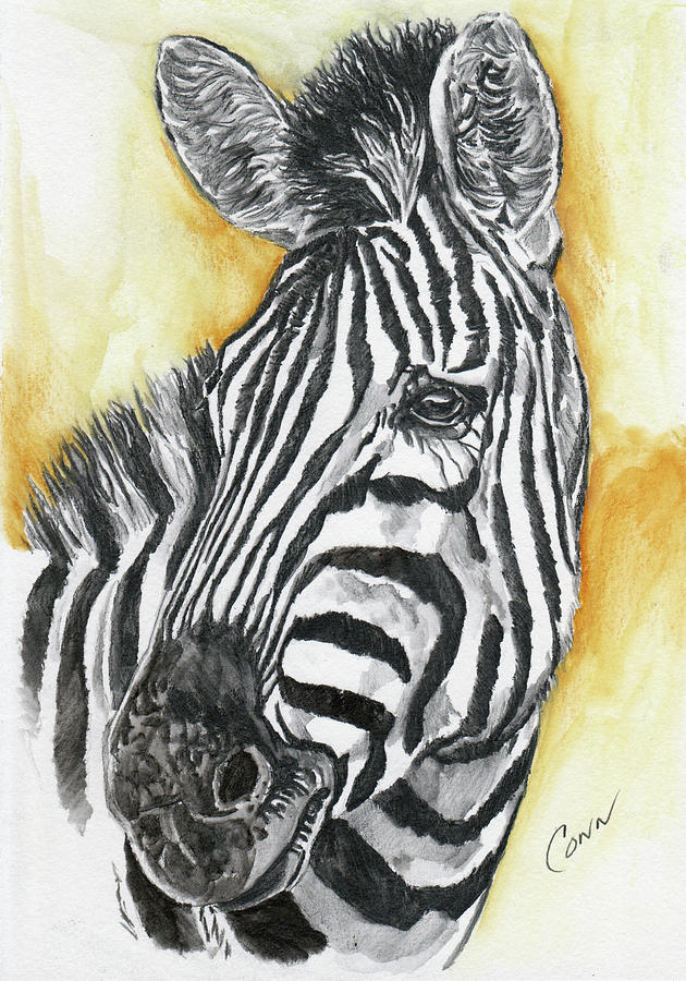 Zebra Drawing by Shawn Conn