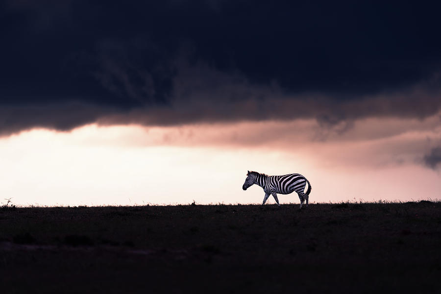 Zebra silhouette Photograph by Murray Rudd