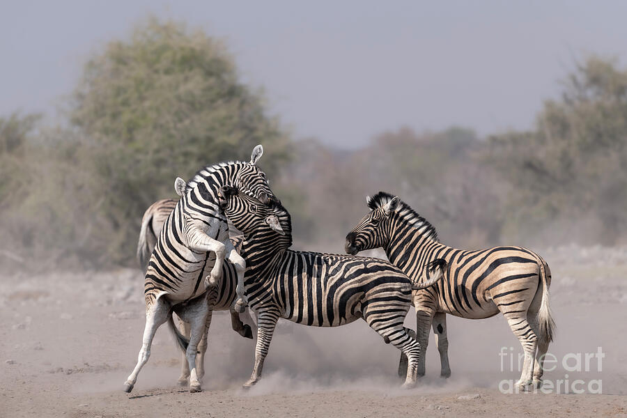 Zebra Photograph - Zebra skirmish by Tony Camacho