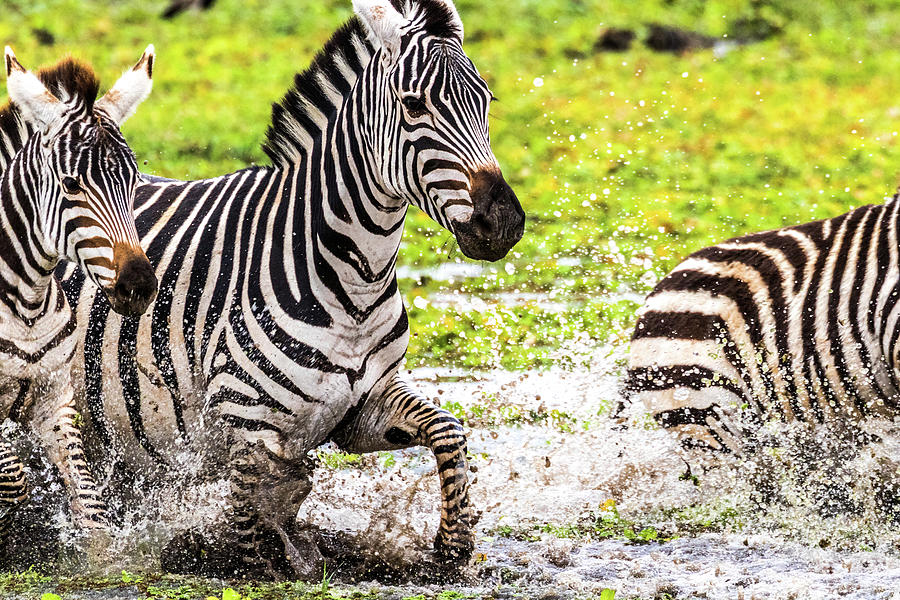 Zebra Splashing a Puddle Photograph by Colin Rieser | Fine Art America