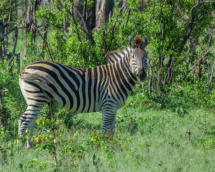 Zebra Stallion In Okavango Photograph By Julie A Murray Pixels