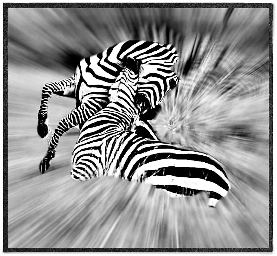 Zebra Stallions Photograph by Gini Moore
