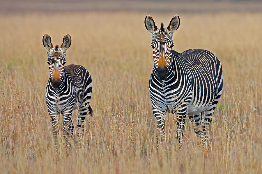 Zebra Standoff Photograph by World Art Collective