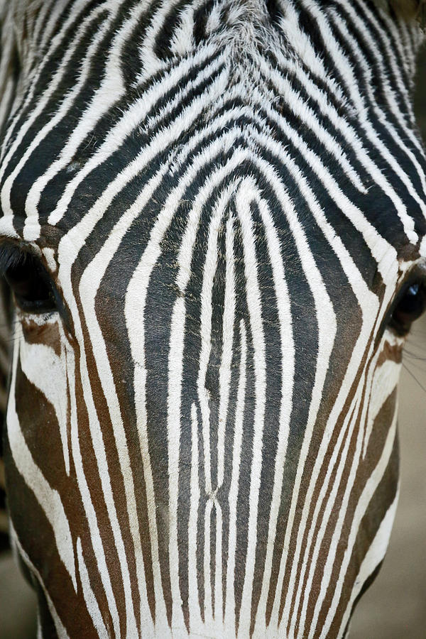 Zebra Stare Photograph