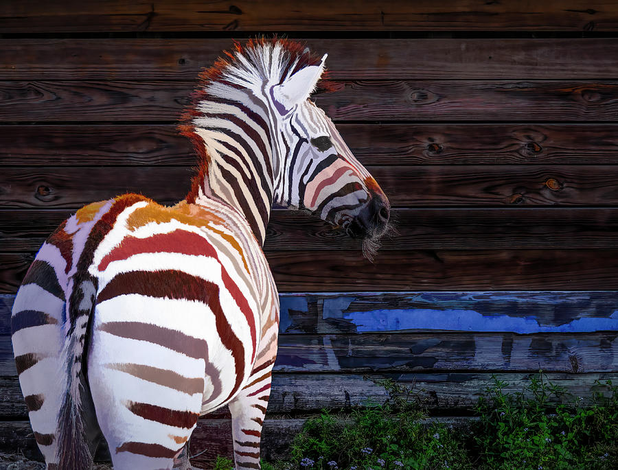 Zebra Stripe Mix Up Photograph by Ginger Stein