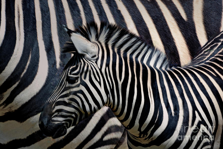 ZEBRA Striped Horse Photograph by Savannah Gibbs