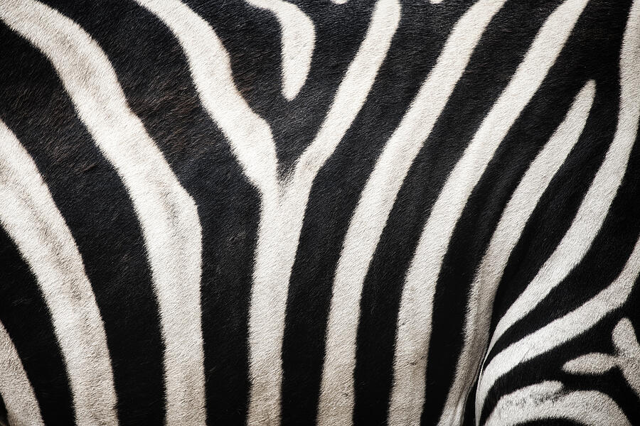Zebra stripes Photograph by Andrew Dernie