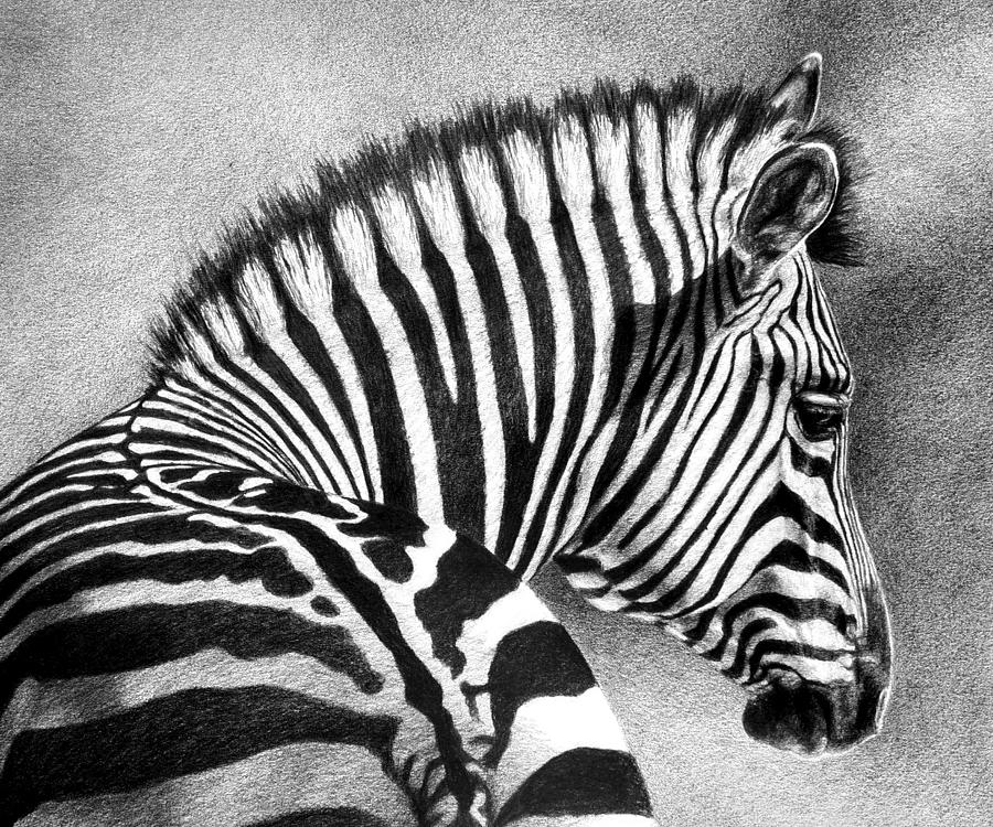 Zebra Stripes Drawing by Carol Foerster - Fine Art America