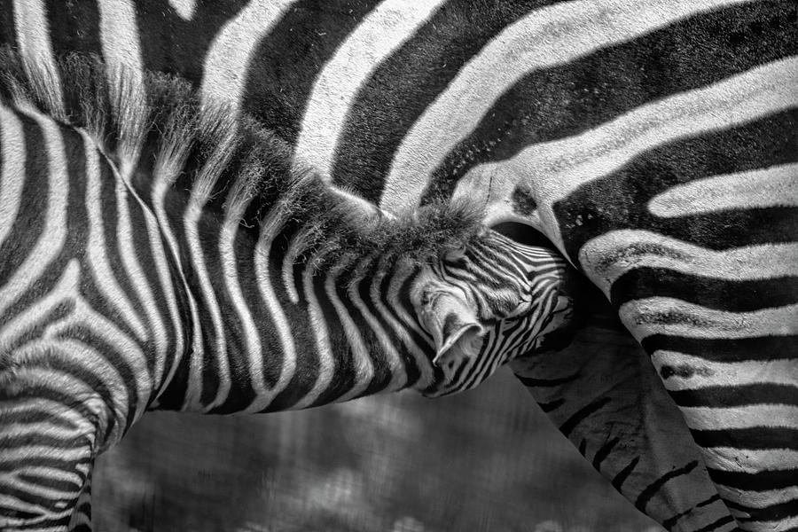 Zebra stripes galore Photograph by Gareth Parkes