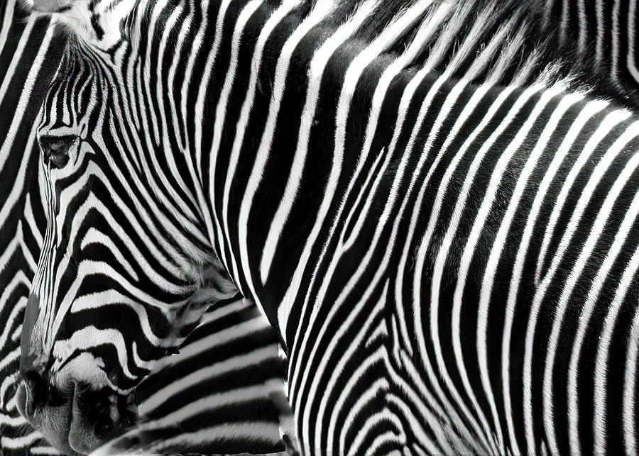 Zebra Stripes Photograph by Jim Signorelli