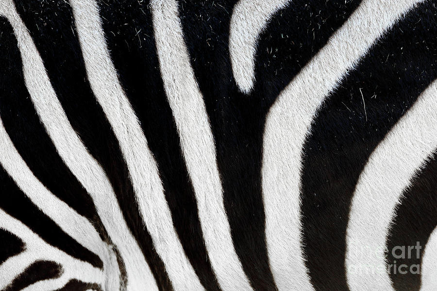 Zebra Stripes Photograph by John Van Decker