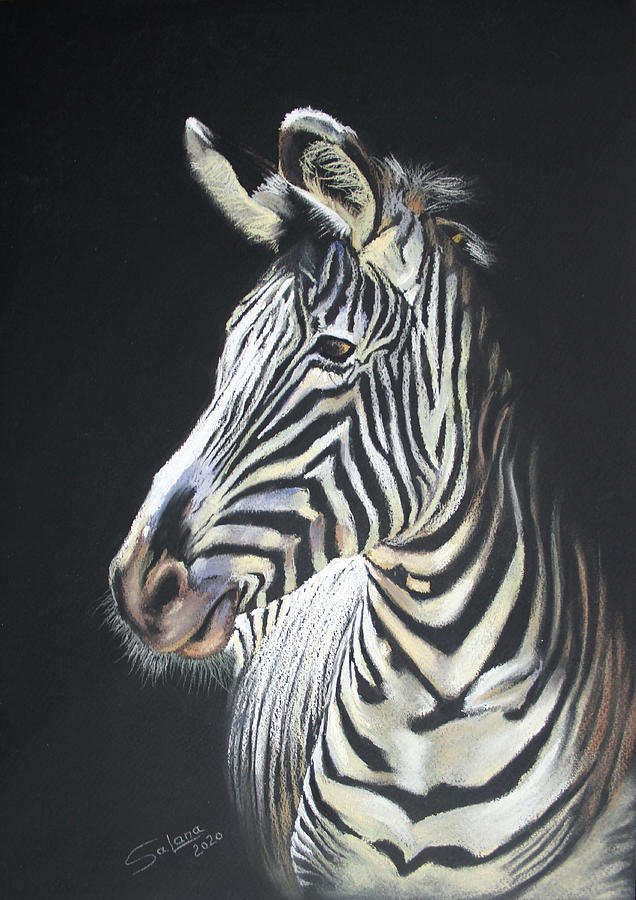 Zebra Drawing by Svetlana Samovarova - Fine Art America