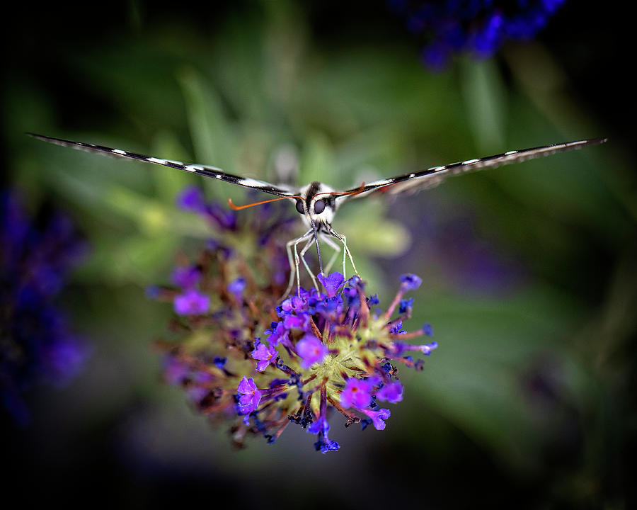 Zebra Swallowtail Photograph by Alan Raasch