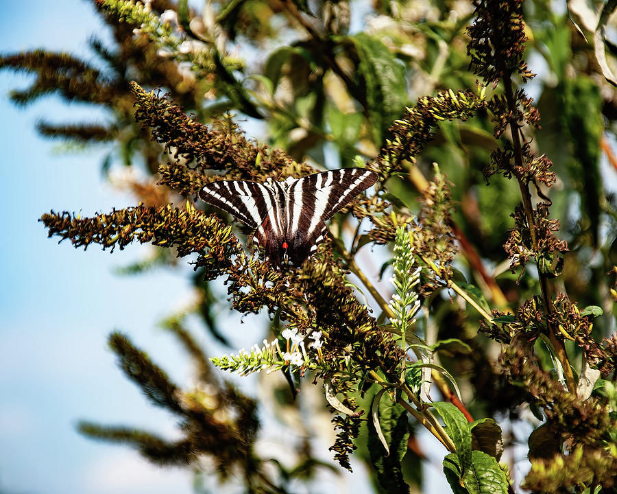 Zebra swallowtail butterfly 01 Photograph by Flees Photos