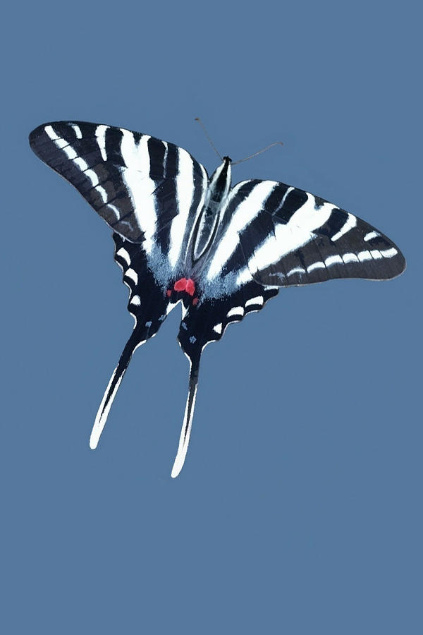 Zebra Swallowtail Butterfly Mixed Media by Judy Link Cuddehe