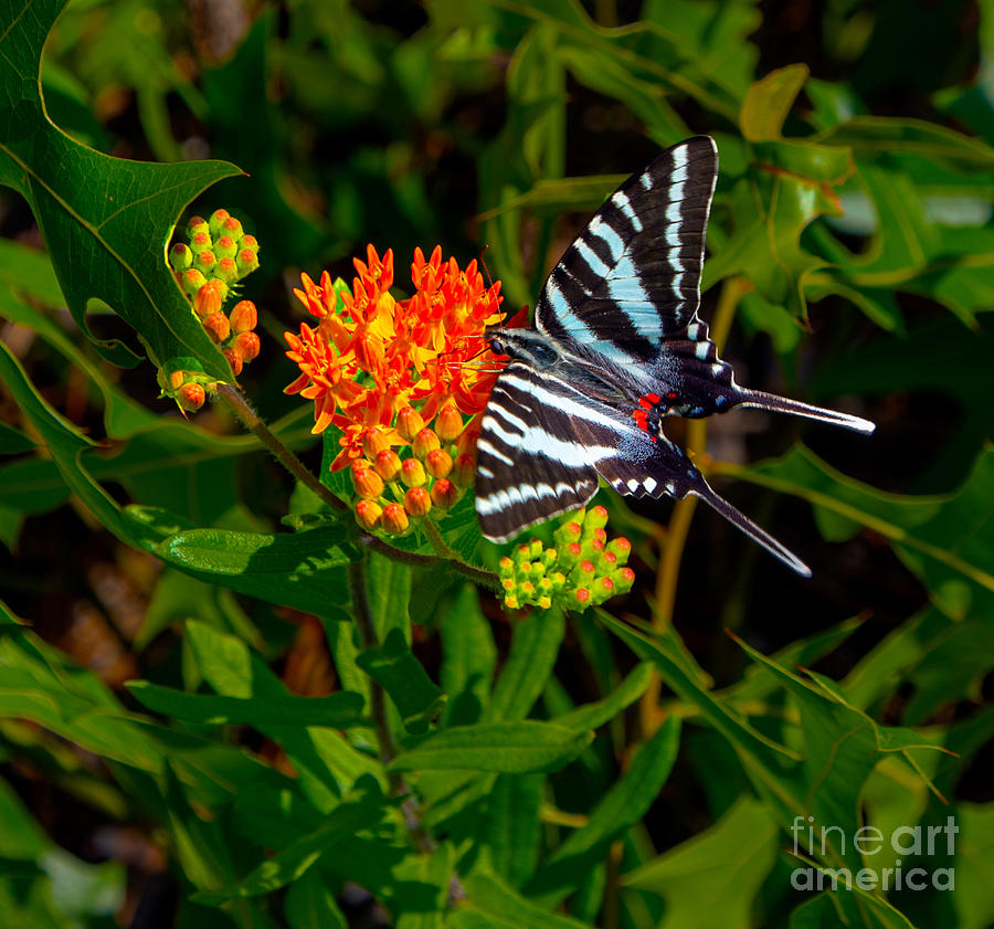 Zebra Swallowtail Butterfly On Orange Butterfly Weed 2 Photograph by L Bosco