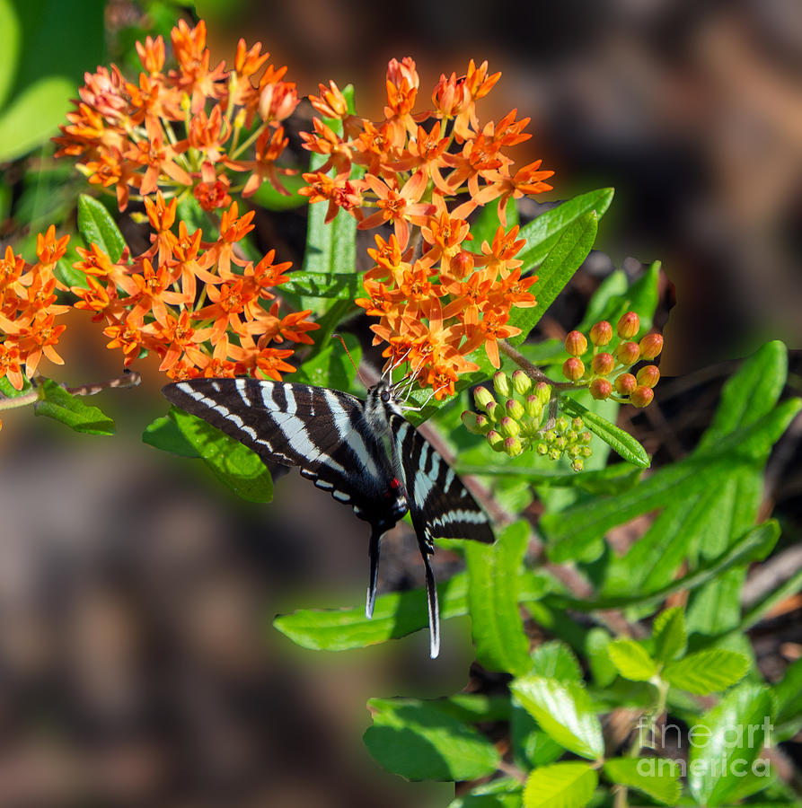 Zebra Swallowtail Butterfly on Orange Butterfly Weed Photograph by L Bosco