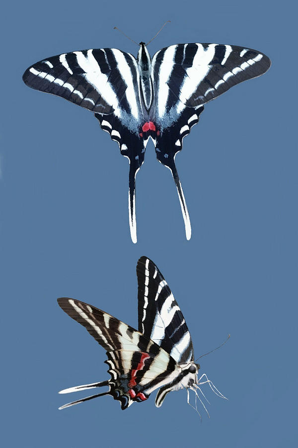 Zebra Swallowtail Butterfly Pair Mixed Media by Judy Cuddehe