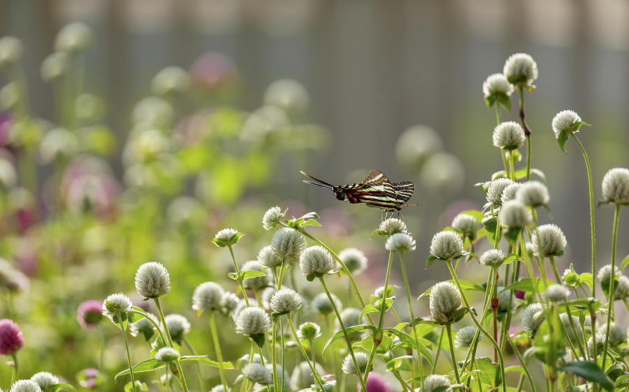 Zebra Swallowtail on a Summer Afternoon Photograph by Rachel Morrison