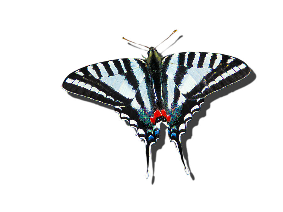 Zebra Swallowtail png file Photograph by Jeff Phillippi