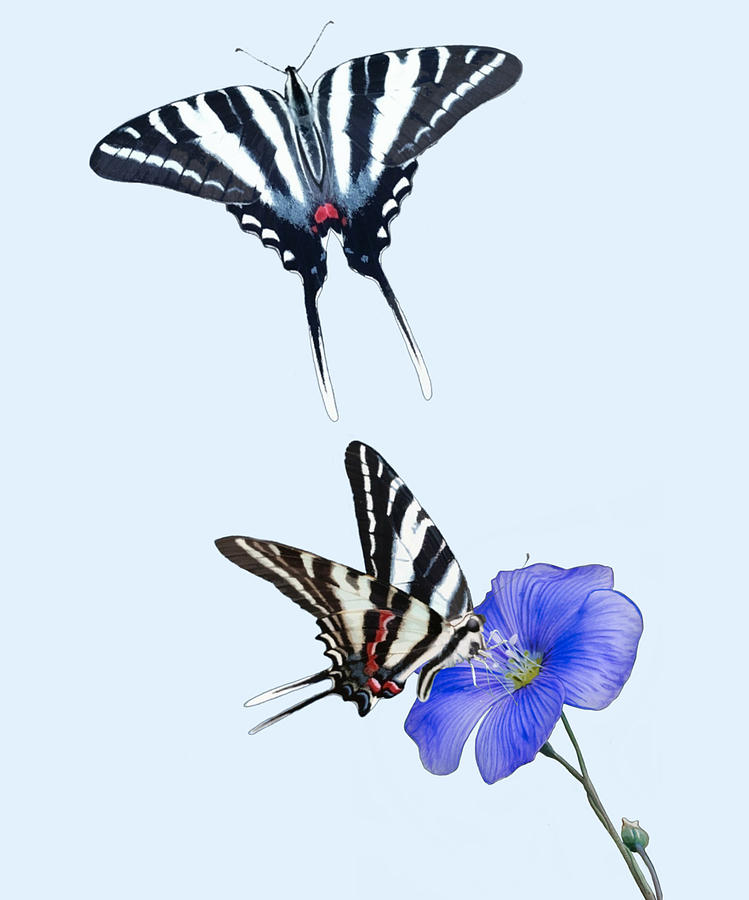 Zebra Swallowtails and Petunia Mixed Media by Judy Cuddehe