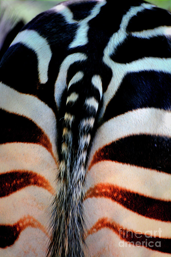 Zebra Tail Photograph by Savannah Gibbs