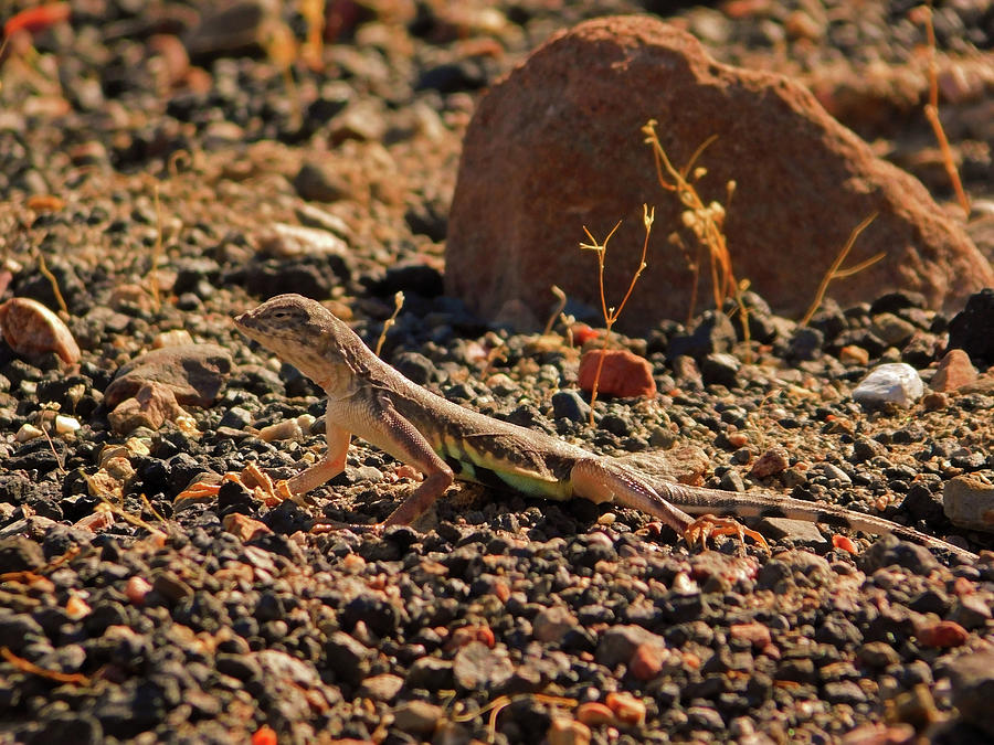 Zebra tailed lizard Photograph by Carl Moore