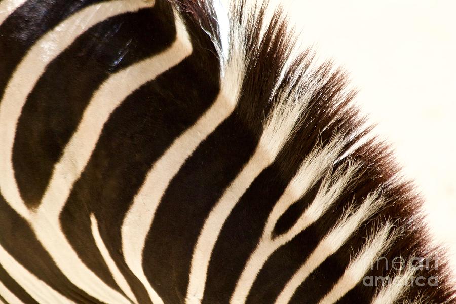 Zebra Texture Photograph by Afrodita Ellerman