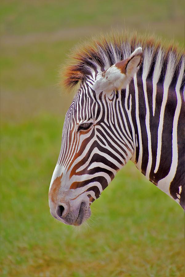 - Zebra Photograph by THERESA Nye