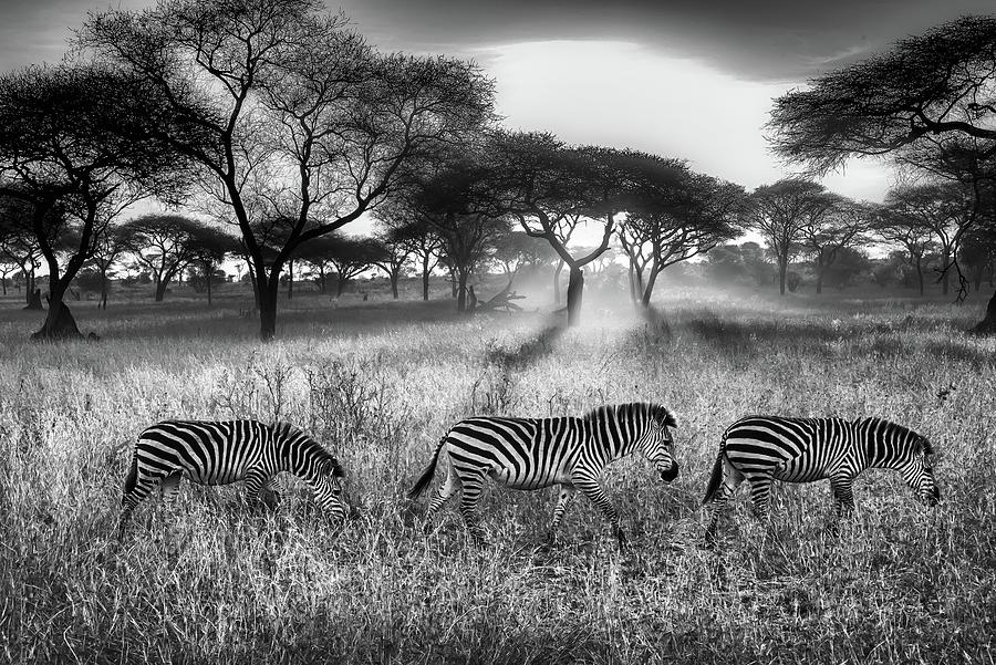 Zebra Train Monochrome Photograph by Six Directions Photography - Fine ...