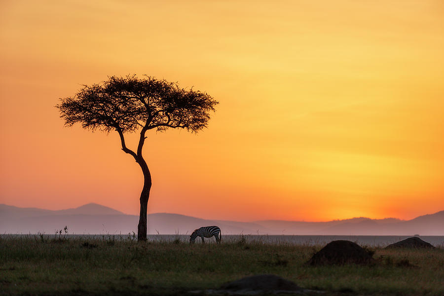 Zebra under an Acacia tree at dawn Photograph by Murray Rudd
