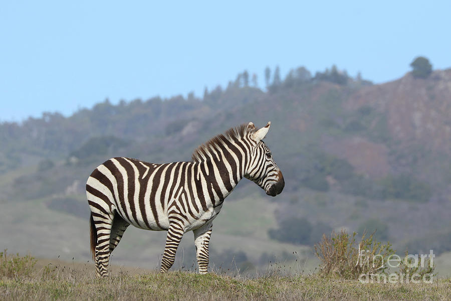 Zebra Photograph by Vivian Krug Cotton