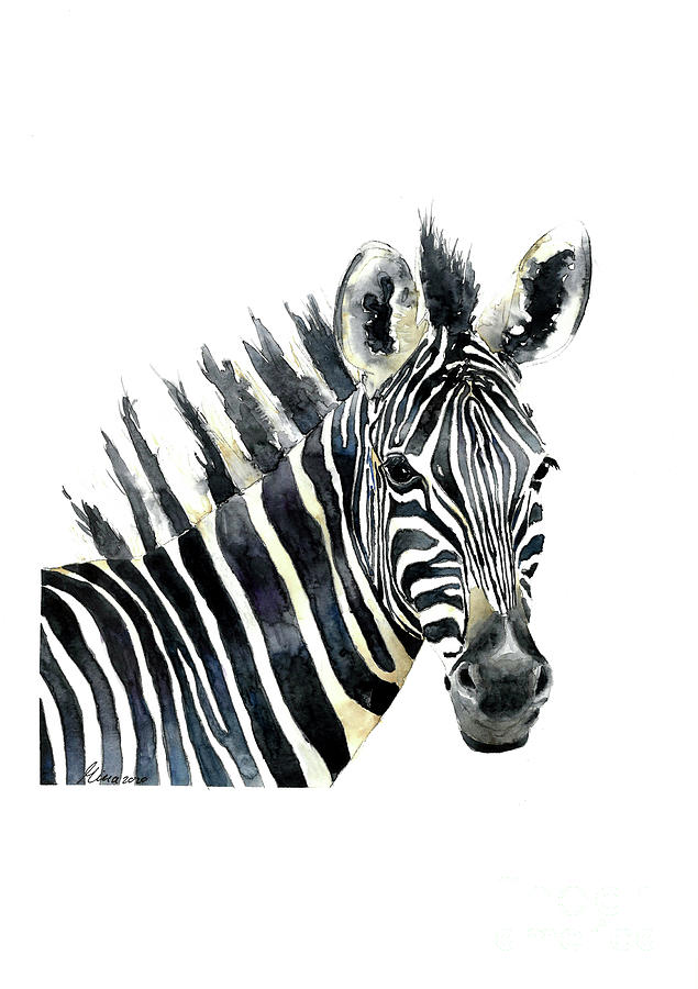 Zebra watercolor portrait Painting by Mira Malt - Fine Art America