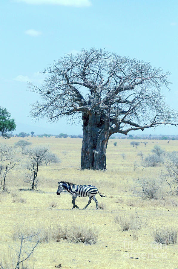 Zebra With Baobab Tree, Tanzania. Photograph by Tom Wurl