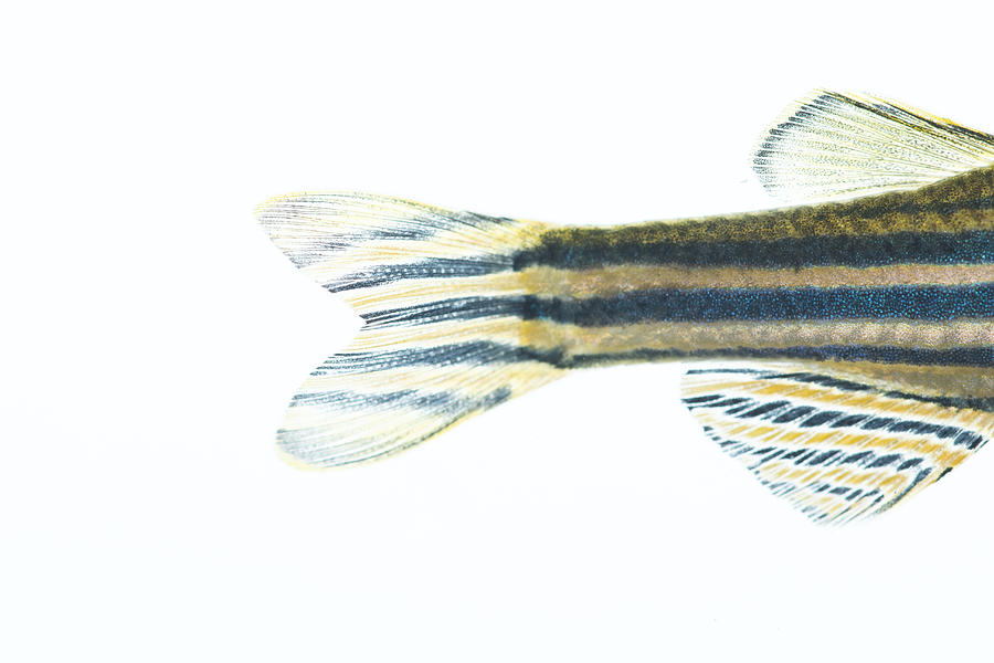 Zebrafish VI Photograph by PaulBull
